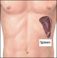 spleen